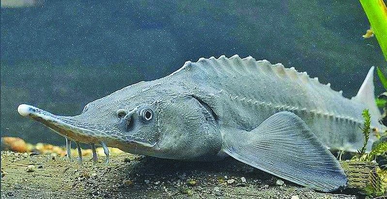 河源鱘龍魚有哪些品種？（河源鱘龍魚怎么養養鱘龍魚應該注意什么） 河源鱘龍魚有哪些品種？（河源鱘龍魚怎么養養鱘龍魚應該注意什么） 龍魚百科 第13張