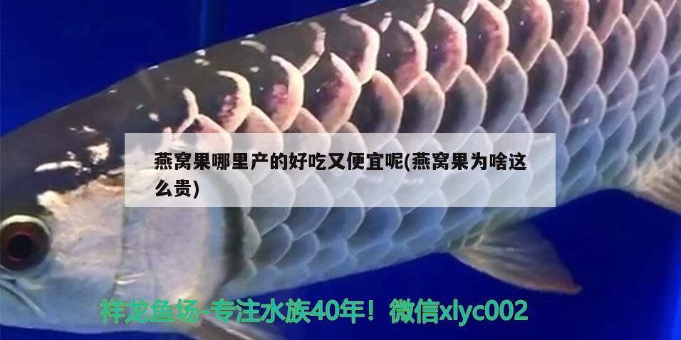 燕窩果哪里產(chǎn)的好吃又便宜呢(燕窩果為啥這么貴)（燕窩果哪里產(chǎn)的好吃又便宜）