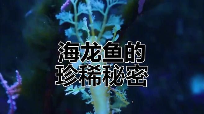 海龍科魚類有哪些保護(hù)動(dòng)物（海龍是保護(hù)動(dòng)物嗎） 海龍科魚類有哪些保護(hù)動(dòng)物（海龍是保護(hù)動(dòng)物嗎） 龍魚百科 第1張