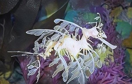 海龍科魚類有哪些保護(hù)動(dòng)物（海龍是保護(hù)動(dòng)物嗎） 海龍科魚類有哪些保護(hù)動(dòng)物（海龍是保護(hù)動(dòng)物嗎） 龍魚百科 第3張