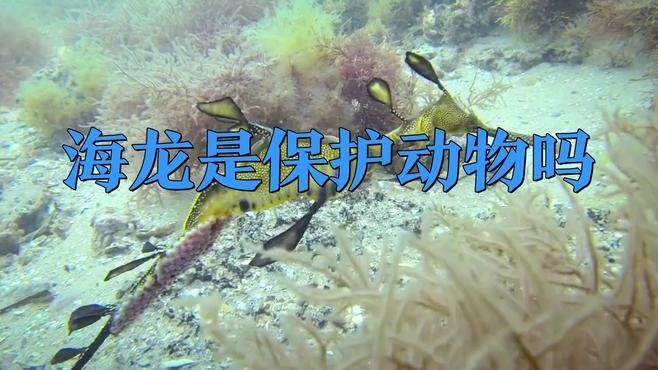 海龍科魚類有哪些保護(hù)動(dòng)物（海龍是保護(hù)動(dòng)物嗎） 海龍科魚類有哪些保護(hù)動(dòng)物（海龍是保護(hù)動(dòng)物嗎） 龍魚百科 第2張