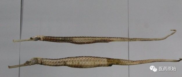 海龍科魚類有哪些保護(hù)動(dòng)物（海龍是保護(hù)動(dòng)物嗎） 海龍科魚類有哪些保護(hù)動(dòng)物（海龍是保護(hù)動(dòng)物嗎） 龍魚百科 第5張