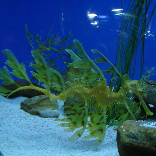海龍科魚類有哪些保護(hù)動(dòng)物（海龍是保護(hù)動(dòng)物嗎） 海龍科魚類有哪些保護(hù)動(dòng)物（海龍是保護(hù)動(dòng)物嗎） 龍魚百科 第4張