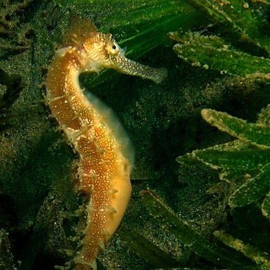 海龍科魚類有哪些保護(hù)動(dòng)物（海龍是保護(hù)動(dòng)物嗎） 海龍科魚類有哪些保護(hù)動(dòng)物（海龍是保護(hù)動(dòng)物嗎） 龍魚百科 第7張