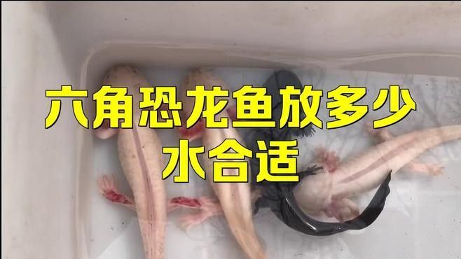 六角恐龍魚幼崽需要多大的水缸（六角恐龍魚水深多少合適六角恐龍魚幼崽的飼養秘訣） 六角恐龍魚幼崽需要多大的水缸（六角恐龍魚水深多少合適六角恐龍魚幼崽的飼養秘訣） 龍魚百科 第1張
