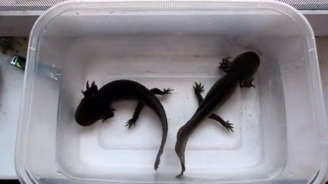 六角恐龍魚幼崽需要多大的水缸（六角恐龍魚水深多少合適六角恐龍魚幼崽的飼養秘訣） 六角恐龍魚幼崽需要多大的水缸（六角恐龍魚水深多少合適六角恐龍魚幼崽的飼養秘訣） 龍魚百科 第6張