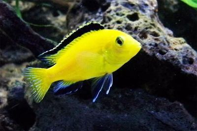 觀賞魚熱門排行榜最新（2018觀賞魚熱門排行榜） 觀賞魚熱門排行榜最新（2018觀賞魚熱門排行榜） 觀賞魚百科 第3張