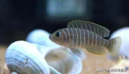 觀賞魚熱門排行榜最新（2018觀賞魚熱門排行榜） 觀賞魚熱門排行榜最新（2018觀賞魚熱門排行榜） 觀賞魚百科 第4張