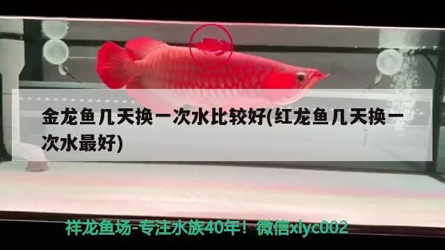 臺灣水族批發市場有哪些品種魚苗(臺灣水族批發市場有哪些品種魚苗的)（臺灣水族批發市場有哪些品種魚苗）
