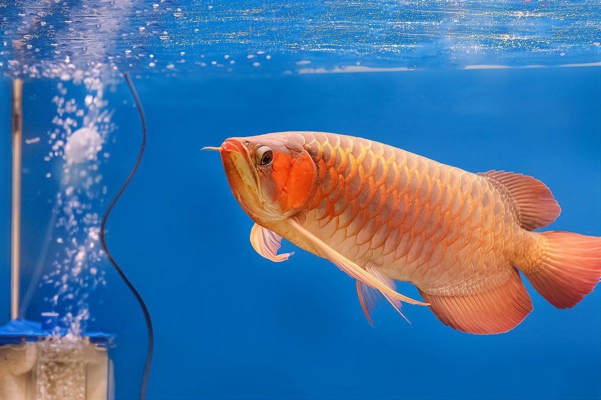 彬縣哪個水族館龍魚好？祥龍魚場龍魚（彬縣祥龍魚場） 彬縣哪個水族館龍魚好？祥龍魚場龍魚（彬縣祥龍魚場） 龍魚百科 第7張