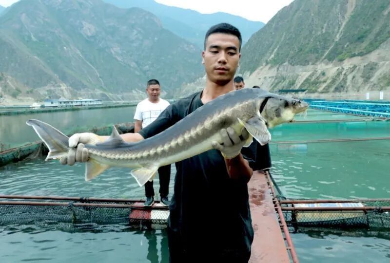 文縣龍魚（文縣“魚躍龍門”！三文魚游進山溝溝，冷水魚“游”出億元大產業！）
