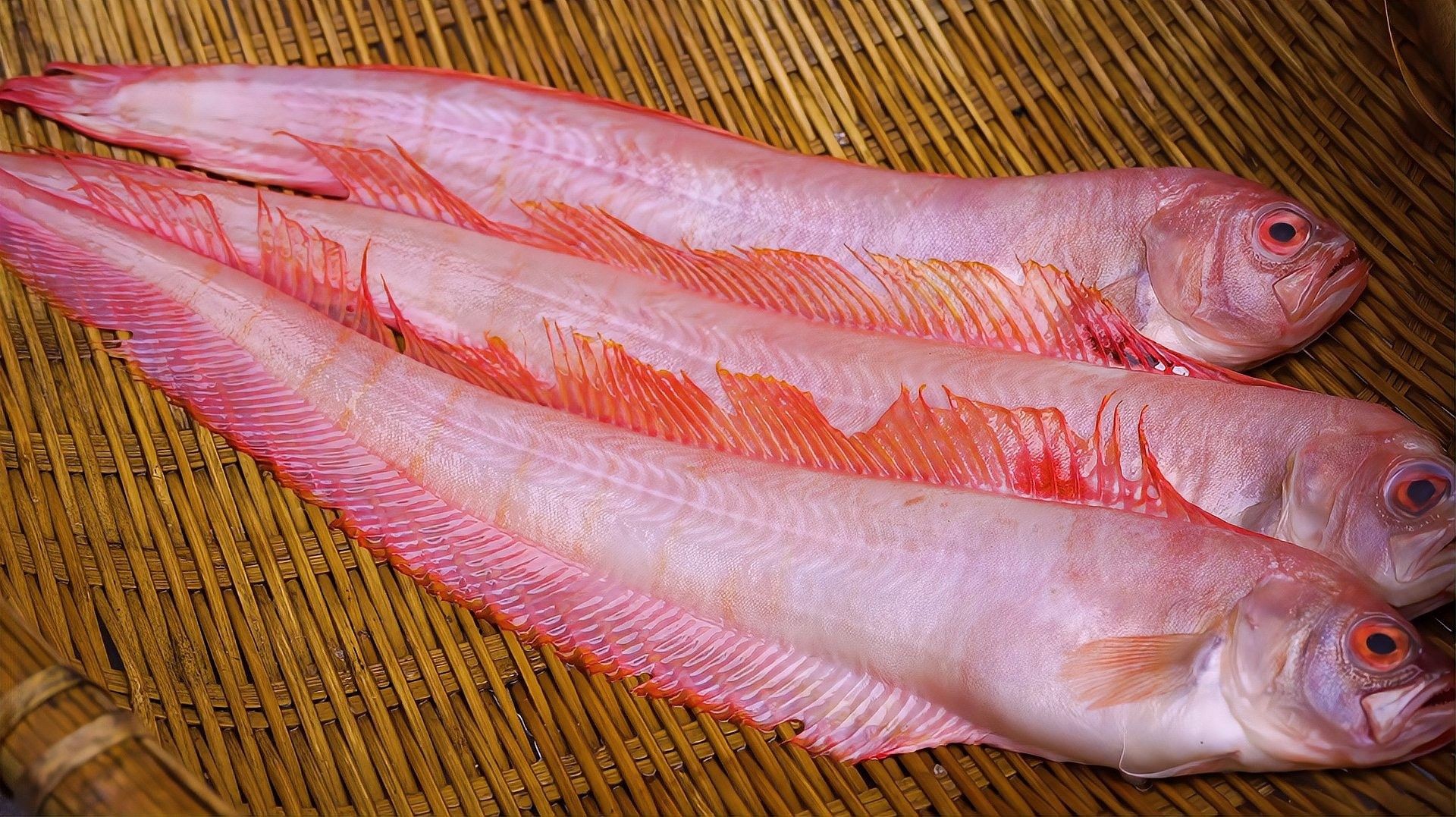 紅帶魚是什么魚（福建媳婦教你做閩南特色菜“醬油水”下酒下飯紅帶魚） 紅帶魚是什么魚（福建媳婦教你做閩南特色菜“醬油水”下酒下飯紅帶魚） 觀賞魚百科 第2張