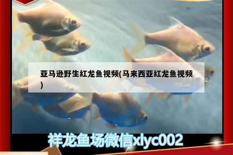 亞馬遜野生紅龍魚視頻(馬來西亞紅龍魚視頻)（亞馬遜野生紅龍魚） 亞馬遜野生紅龍魚視頻(馬來西亞紅龍魚視頻)（亞馬遜野生紅龍魚） 觀賞魚百科
