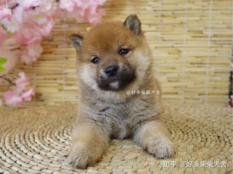 如何判斷養殖場的可信度？（判斷養殖場的可信度需從資質、設施、環保及合作模式等多維度綜合評估）