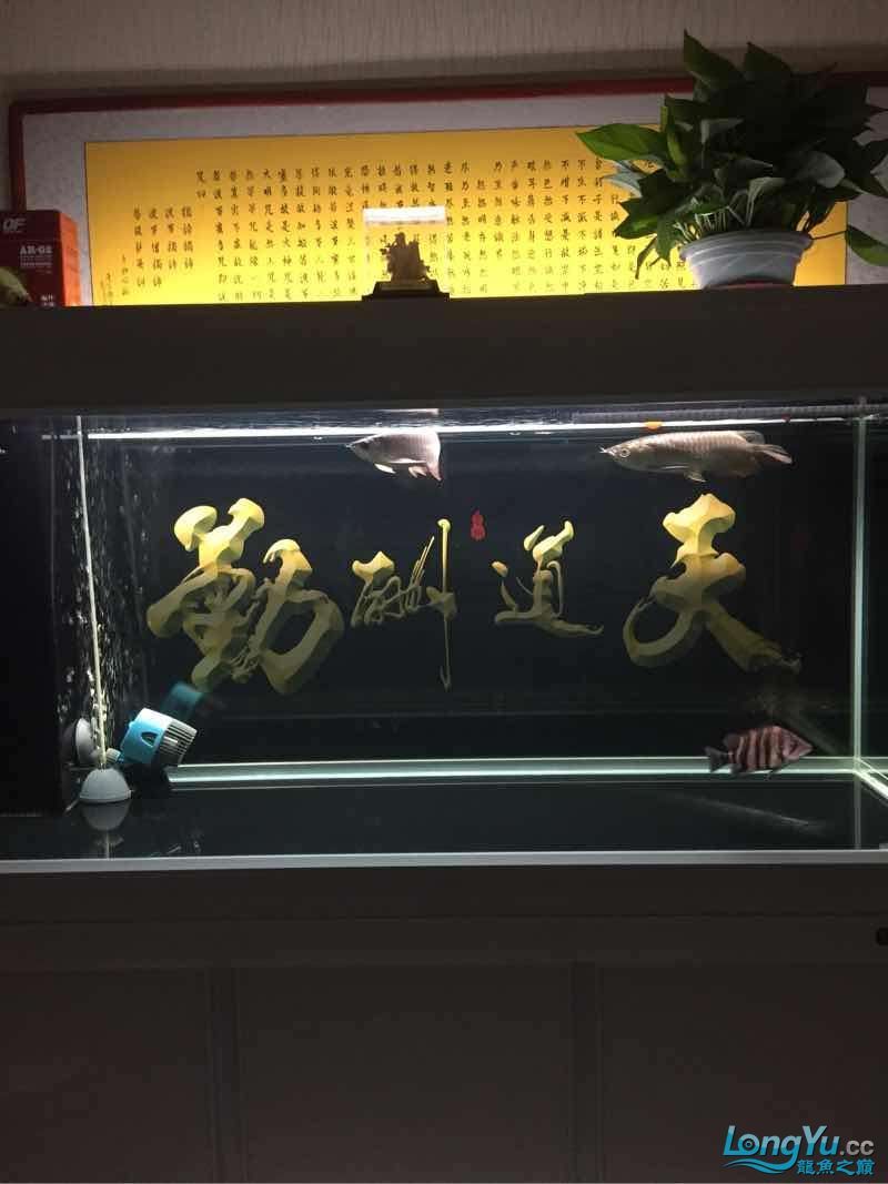 晚上曬魚(曬魚的歷史背景) 觀賞魚百科 第1張 晚上曬魚(曬魚的歷史背景) 晚上曬魚(曬魚的歷史背景) 觀賞魚百科 第1張
