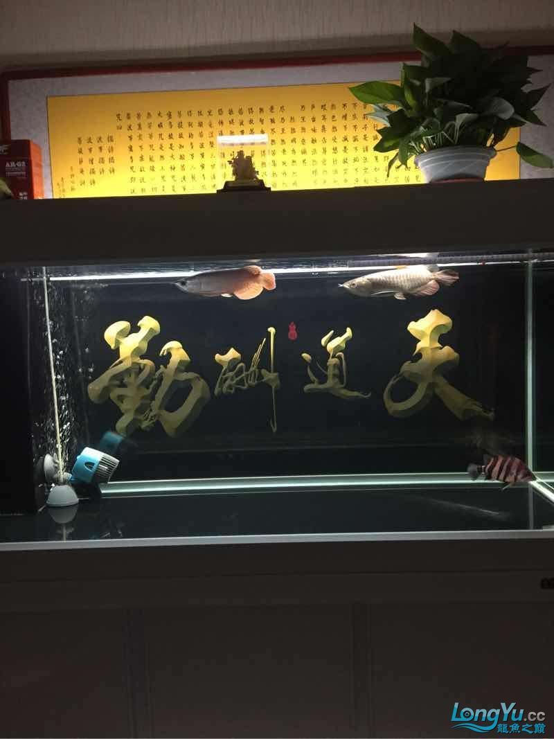 晚上曬魚(曬魚的歷史背景) 觀賞魚百科 第3張 晚上曬魚(曬魚的歷史背景) 晚上曬魚(曬魚的歷史背景) 觀賞魚百科 第3張