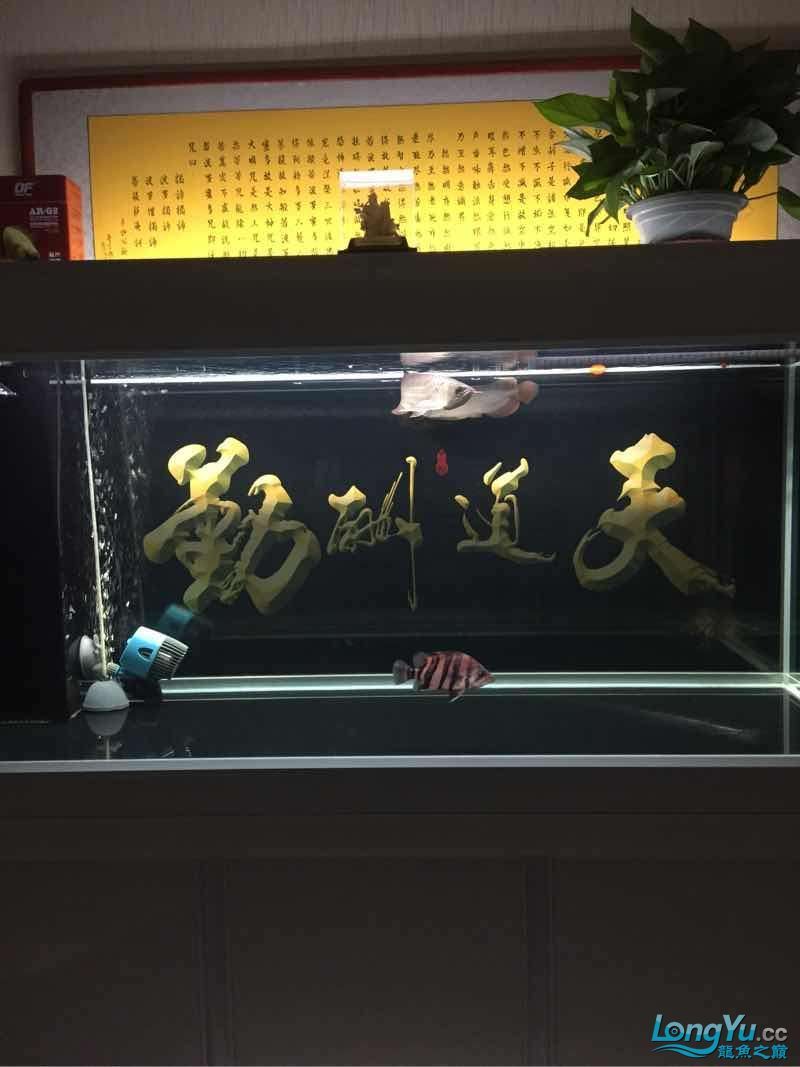 晚上曬魚(曬魚的歷史背景) 觀賞魚百科 第4張 晚上曬魚(曬魚的歷史背景) 晚上曬魚(曬魚的歷史背景) 觀賞魚百科 第4張