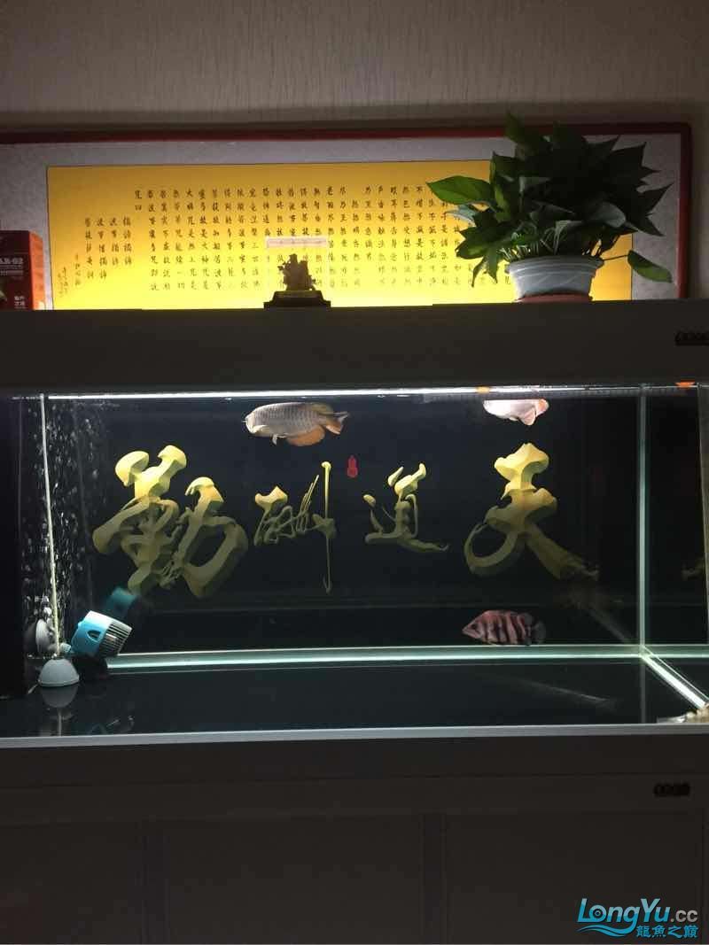 晚上曬魚(曬魚的歷史背景) 觀賞魚百科 第2張 晚上曬魚(曬魚的歷史背景) 晚上曬魚(曬魚的歷史背景) 觀賞魚百科 第2張