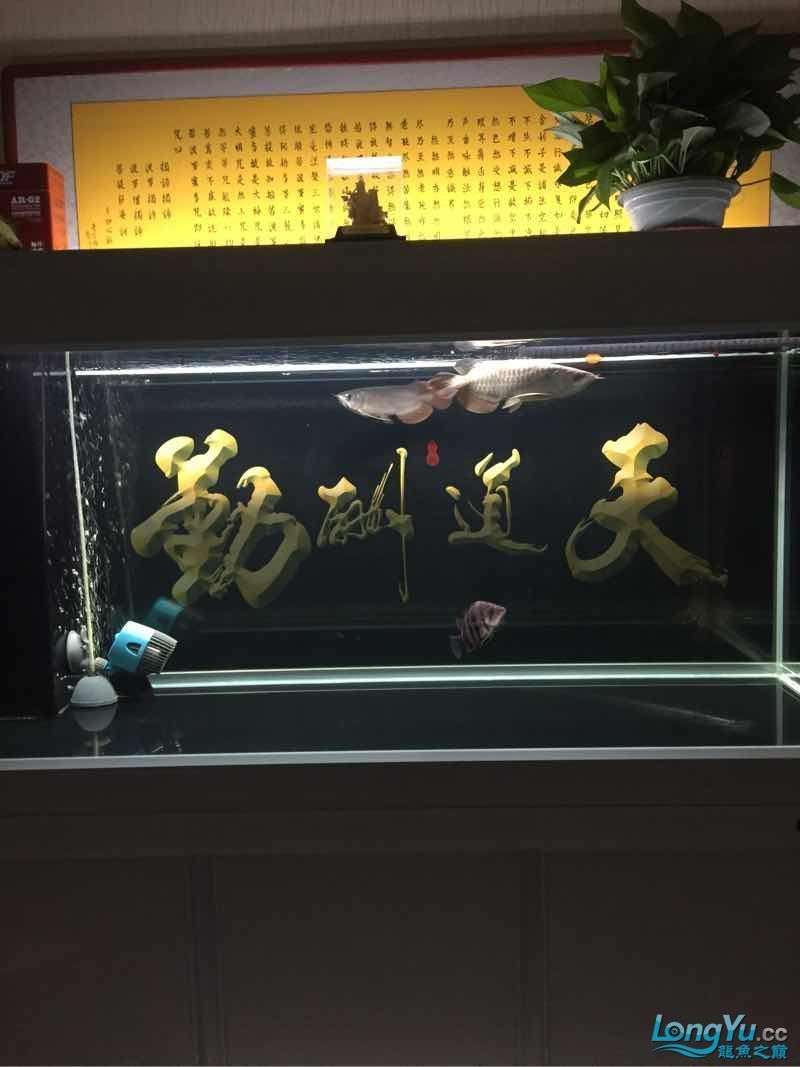 晚上曬魚(曬魚的歷史背景) 觀賞魚百科 第5張 晚上曬魚(曬魚的歷史背景) 晚上曬魚(曬魚的歷史背景) 觀賞魚百科 第5張