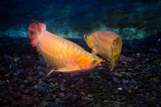 晚上曬魚(曬魚的歷史背景) 觀賞魚百科 第6張 晚上曬魚(曬魚的歷史背景) 晚上曬魚(曬魚的歷史背景) 觀賞魚百科 第6張