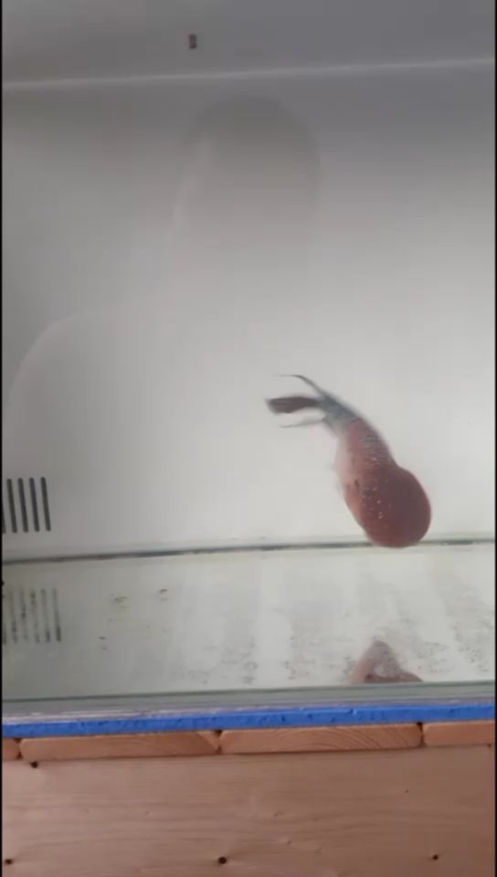 小魚缸造景效果圖圓的還是方的：小型圓魚缸造景（小型圓魚缸造景） 小魚缸造景效果圖圓的還是方的：小型圓魚缸造景（小型圓魚缸造景） 觀賞魚百科
