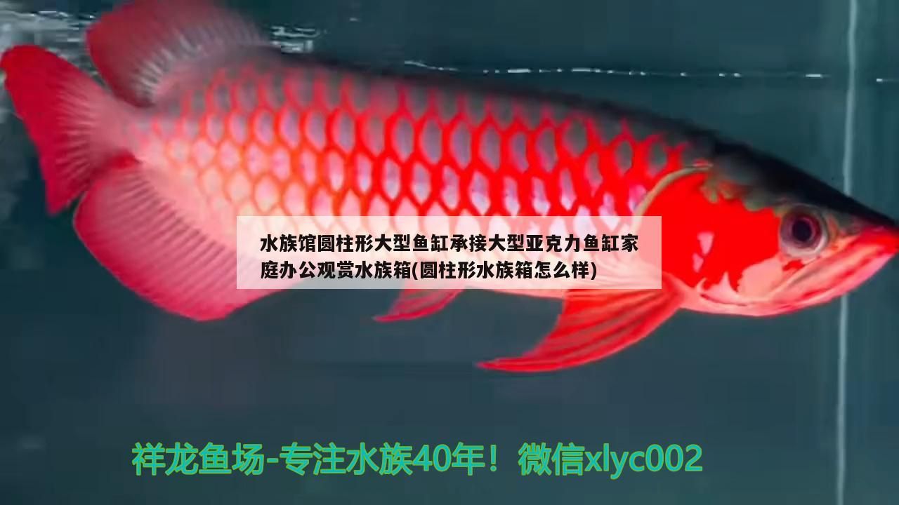 水族館圓柱形大型魚缸承接大型亞克力魚缸家庭辦公觀賞水族箱(圓柱形水族箱怎么樣)（水族館圓柱形大型魚缸承接大型亞克力魚缸） 水族館圓柱形大型魚缸承接大型亞克力魚缸家庭辦公觀賞水族箱(圓柱形水族箱怎么樣)（水族館圓柱形大型魚缸承接大型亞克力魚缸） 觀賞魚百科 第4張