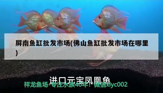 屏南魚缸批發市場(佛山魚缸批發市場在哪里)（屏南魚缸批發市場）