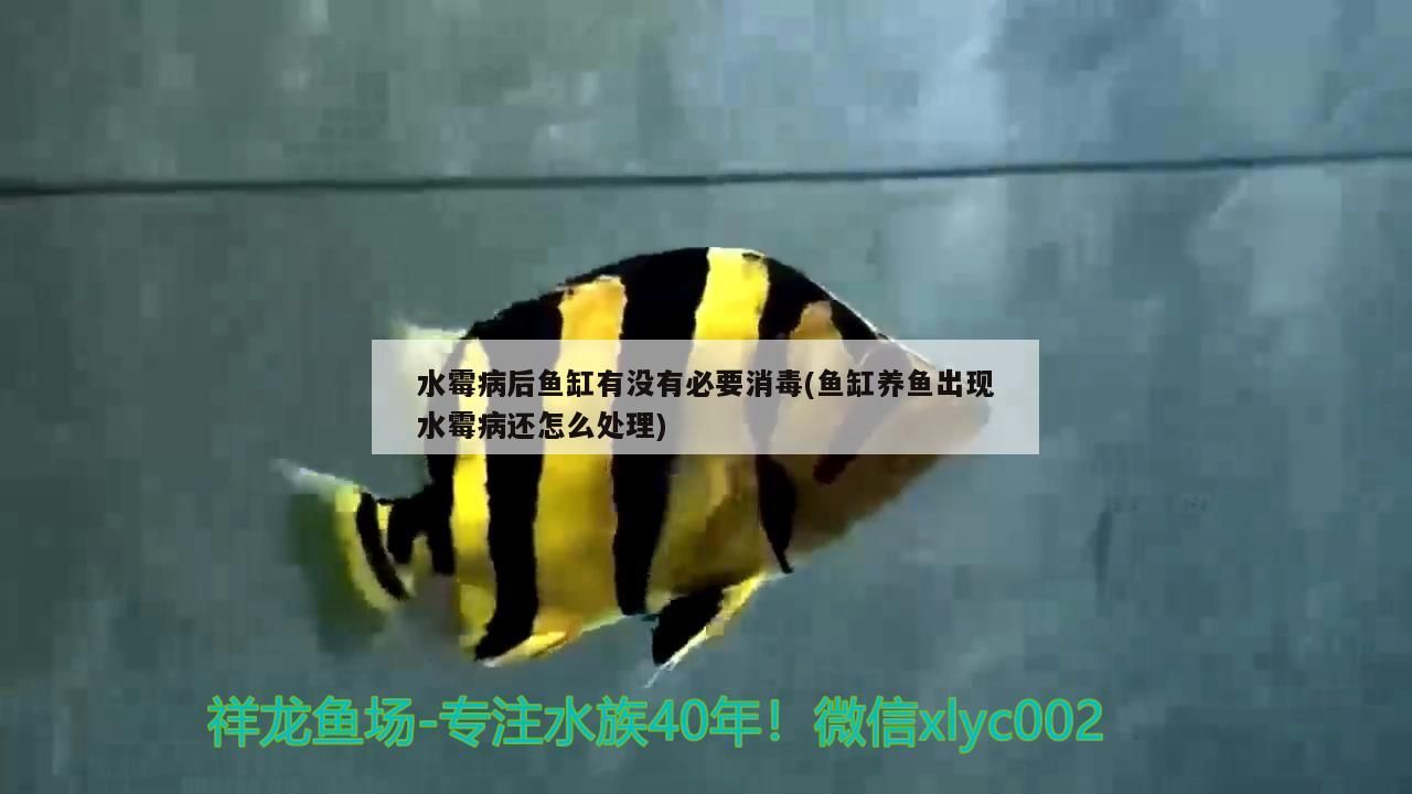 水霉病后魚缸有沒有必要消毒(魚缸養(yǎng)魚出現(xiàn)水霉病還怎么處理)（水霉病后魚缸有沒有必要消毒） 水霉病后魚缸有沒有必要消毒(魚缸養(yǎng)魚出現(xiàn)水霉病還怎么處理)（水霉病后魚缸有沒有必要消毒） 觀賞魚百科