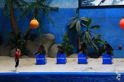 水族燈 金龍魚要用什么燈光養(如何為金龍魚選擇和使用燈光) 觀賞魚百科 金龍魚要用什么燈光養(如何為金龍魚選擇和使用燈光) 金龍魚要用什么燈光養(如何為金龍魚選擇和使用燈光) 觀賞魚百科