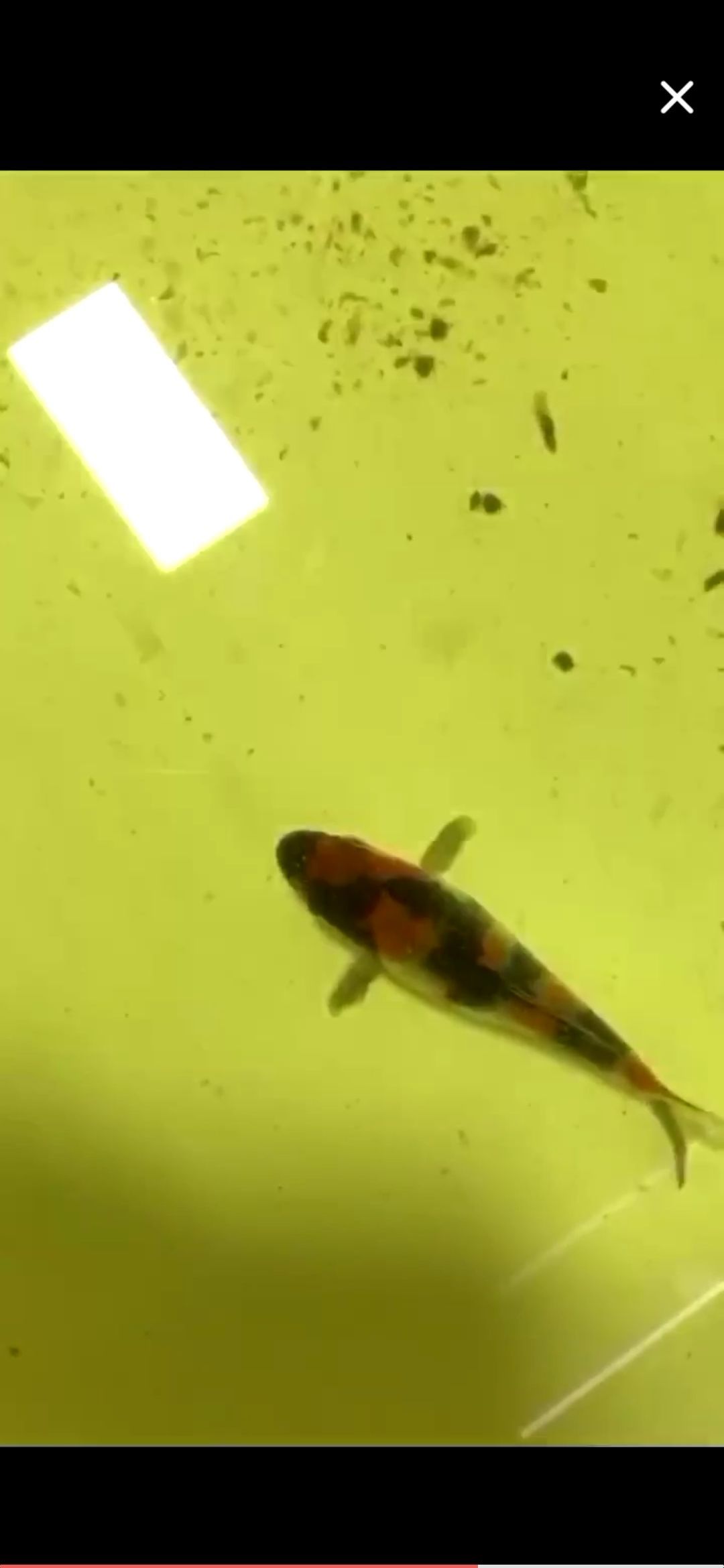 極品昭和變化（極品昭和變化，鯉白哥們兒喜歡買玩具來對比買魚） 極品昭和變化（極品昭和變化，鯉白哥們兒喜歡買玩具來對比買魚） 觀賞魚百科 第1張