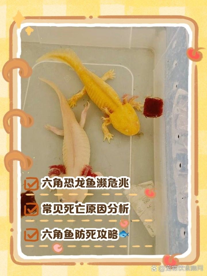 如何判斷六角龍魚是否中暑