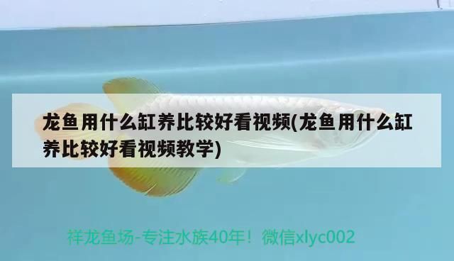 龍魚用什么缸養(yǎng)比較好看視頻(龍魚用什么缸養(yǎng)比較好看視頻教學) 龍魚用什么缸養(yǎng)比較好看視頻(龍魚用什么缸養(yǎng)比較好看視頻教學) 觀賞魚百科
