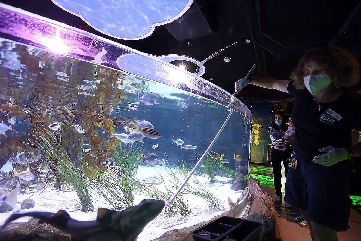 有哪些混養(yǎng)案例（x師人三資訊混養(yǎng)觀賞魚最佳搭配樂圖工坊斗魚混養(yǎng)指南）