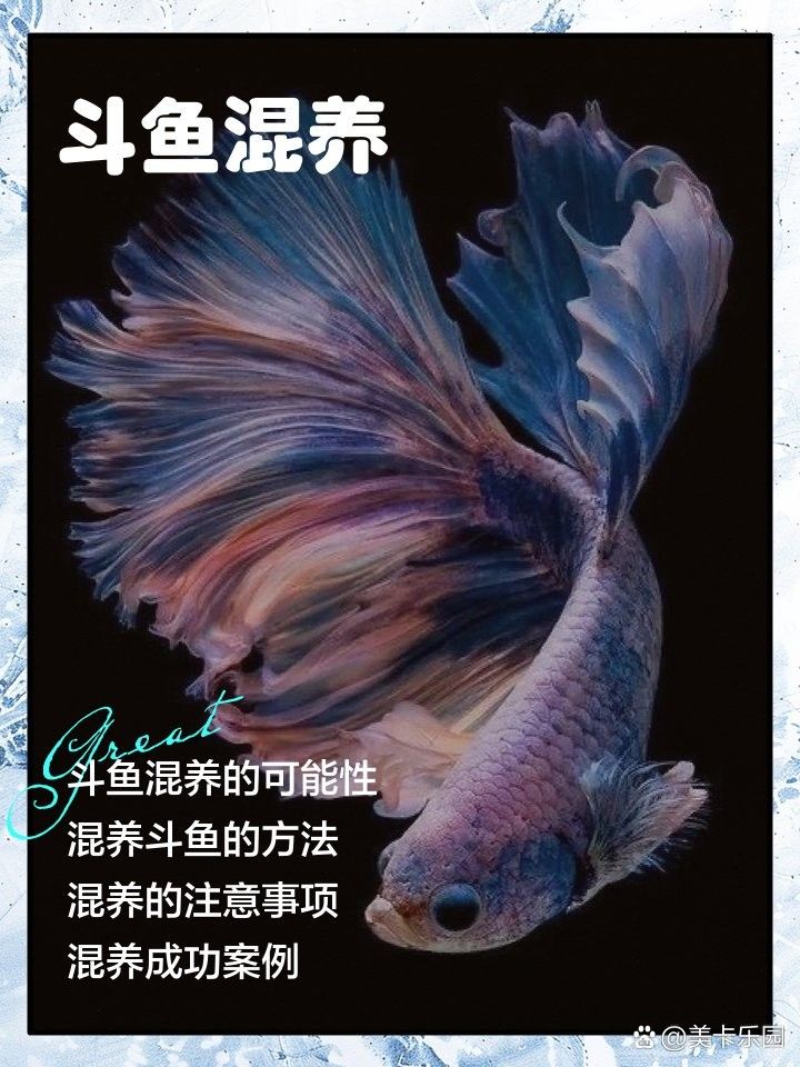 有哪些混養(yǎng)案例（x師人三資訊混養(yǎng)觀賞魚最佳搭配樂圖工坊斗魚混養(yǎng)指南）