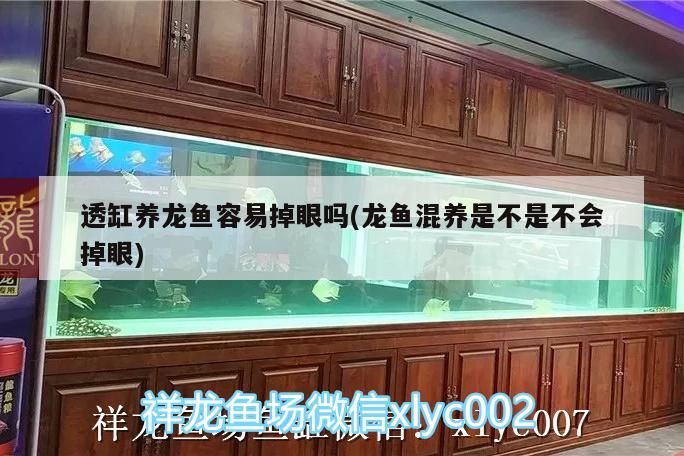 透缸養龍魚容易掉眼嗎(龍魚混養是不是不會掉眼)（透缸養龍魚容易掉眼嗎） 透缸養龍魚容易掉眼嗎(龍魚混養是不是不會掉眼)（透缸養龍魚容易掉眼嗎） 觀賞魚百科