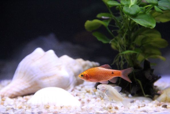 龍魚身上有白色絮狀物怎么辦啊圖片視頻（龍魚身上有白色絮狀物怎么辦啊圖片視頻大全）（龍魚身上出現白色絮狀物怎么辦？） 龍魚身上有白色絮狀物怎么辦啊圖片視頻（龍魚身上有白色絮狀物怎么辦啊圖片視頻大全）（龍魚身上出現白色絮狀物怎么辦？） 觀賞魚百科