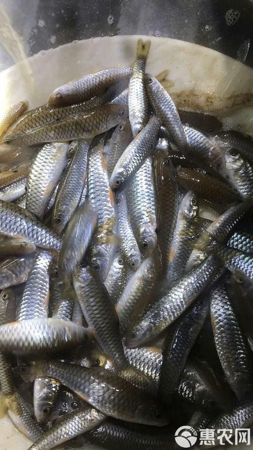 大青龍魚苗的價格是多少（大青龍魚苗價格、批發報價、價格大全） 大青龍魚苗的價格是多少（大青龍魚苗價格、批發報價、價格大全） 龍魚百科 第1張