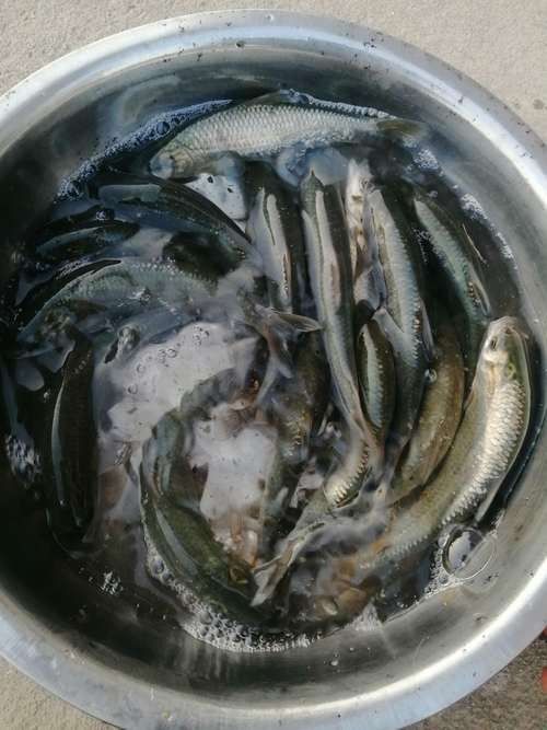 大青龍魚苗的價格是多少（大青龍魚苗價格、批發報價、價格大全） 大青龍魚苗的價格是多少（大青龍魚苗價格、批發報價、價格大全） 龍魚百科 第2張