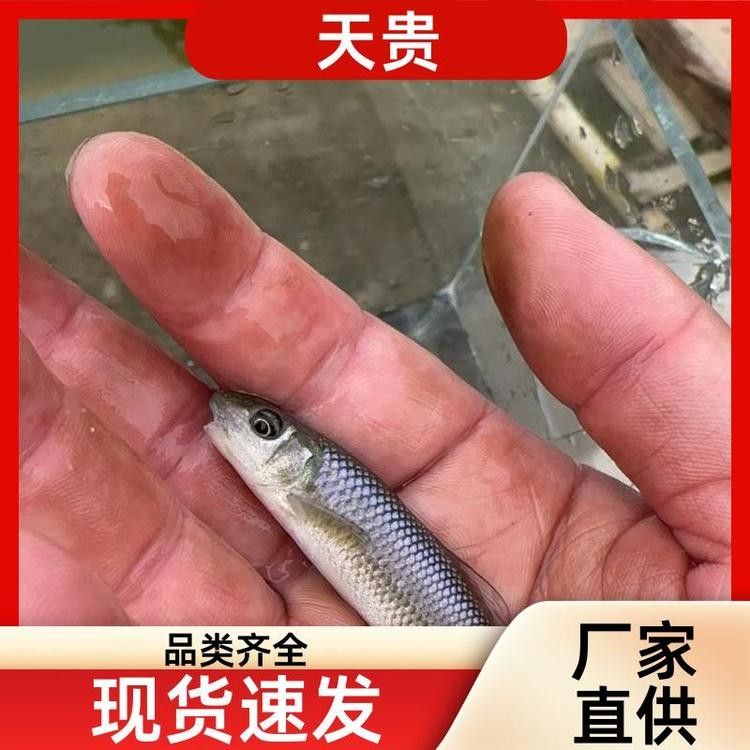 大青龍魚苗的價格是多少（大青龍魚苗價格、批發報價、價格大全） 大青龍魚苗的價格是多少（大青龍魚苗價格、批發報價、價格大全） 龍魚百科 第8張