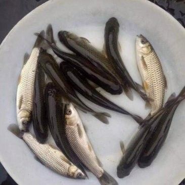 大青龍魚苗的價格是多少（大青龍魚苗價格、批發報價、價格大全） 大青龍魚苗的價格是多少（大青龍魚苗價格、批發報價、價格大全） 龍魚百科 第9張