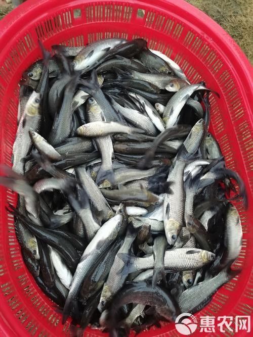 大青龍魚苗的價格是多少（大青龍魚苗價格、批發報價、價格大全） 大青龍魚苗的價格是多少（大青龍魚苗價格、批發報價、價格大全） 龍魚百科 第4張