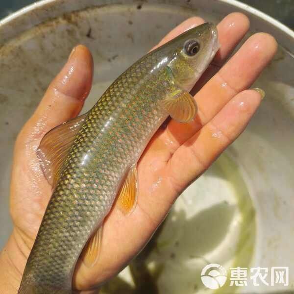 大青龍魚苗的價格是多少（大青龍魚苗價格、批發報價、價格大全） 大青龍魚苗的價格是多少（大青龍魚苗價格、批發報價、價格大全） 龍魚百科 第7張
