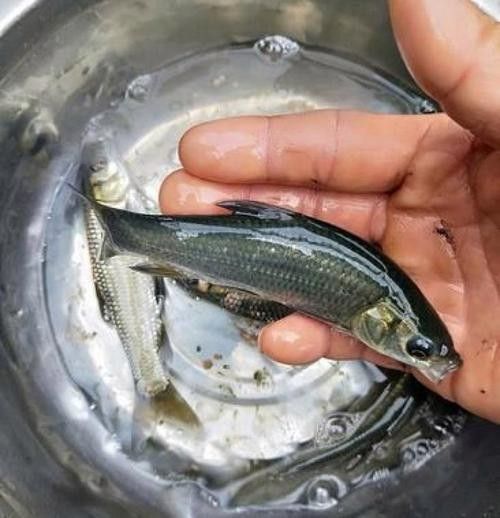 大青龍魚苗的價格是多少（大青龍魚苗價格、批發報價、價格大全） 大青龍魚苗的價格是多少（大青龍魚苗價格、批發報價、價格大全） 龍魚百科 第6張