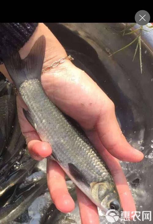 大青龍魚苗的價格是多少（大青龍魚苗價格、批發報價、價格大全） 大青龍魚苗的價格是多少（大青龍魚苗價格、批發報價、價格大全） 龍魚百科 第5張