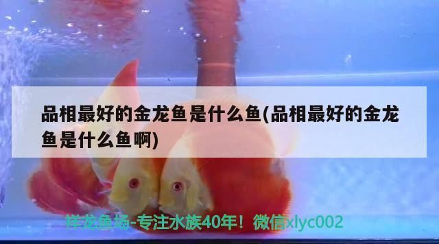 我的虎魚真菌感染了要怎么處理 品相最好的金龍魚是什么魚(品相最好的金龍魚是什么魚啊)(品相最好的金龍魚是什么魚,) 觀賞魚百科 品相最好的金龍魚是什么魚(品相最好的金龍魚是什么魚啊)(品相最好的金龍魚是什么魚,) 品相最好的金龍魚是什么魚(品相最好的金龍魚是什么魚啊)(品相最好的金龍魚是什么魚,) 觀賞魚百科