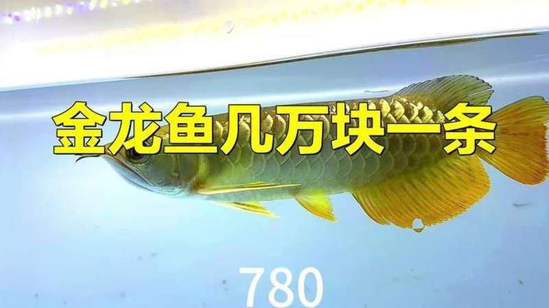 金龍魚和雷龍魚哪個更好養