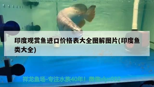 南寧龍魚價(jià)格查詢表圖片：南寧廣龍魚（2016款南寧市龍魚價(jià)格查詢表：南寧市龍魚2.5l發(fā)動(dòng)機(jī)）