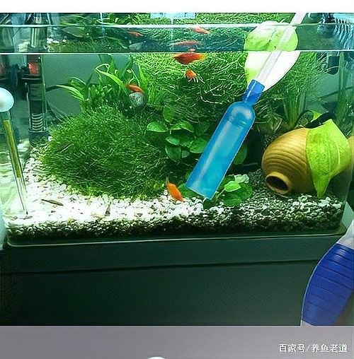 如何調節魚缸的水質？（養魚老道，魚缸水總渾濁3步讓水清澈透亮） 如何調節魚缸的水質？（養魚老道，魚缸水總渾濁3步讓水清澈透亮） 龍魚百科 第6張