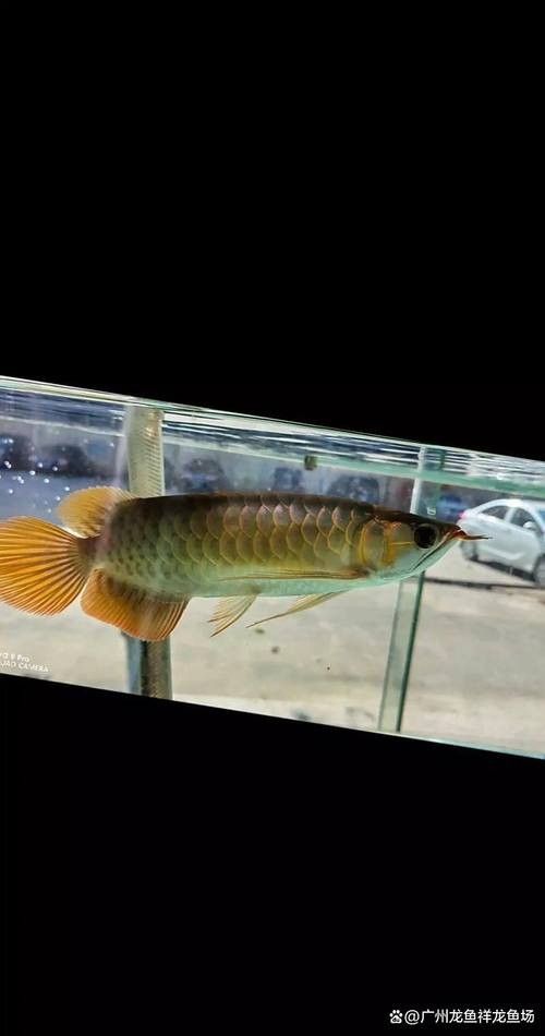 給我幾張紅龍魚發色過程中的圖片（紅龍魚發色的過程）