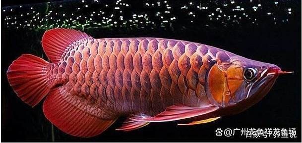 給我幾張紅龍魚發色過程中的圖片（紅龍魚發色的過程）